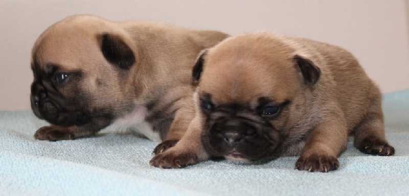 LES DERNIERS CHIOTS