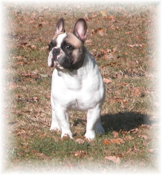 BALTHAZAR