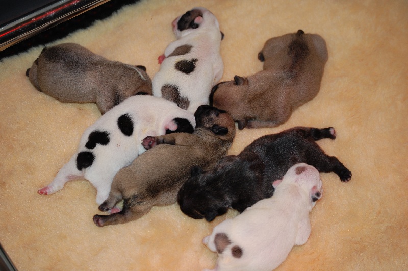 CHIOTS