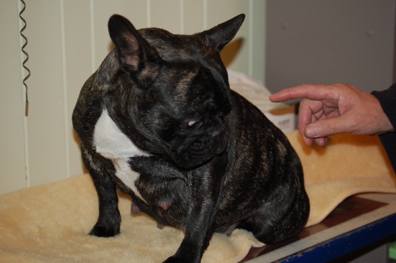GESTATION BONNIE